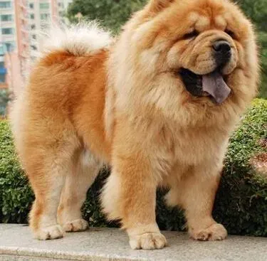 松狮犬|饲养松狮犬 你是否具备养狗的条件
