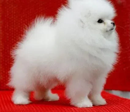 博美犬|剃毛不烦恼 如何保证给博美犬剃毛的方法是正确的
