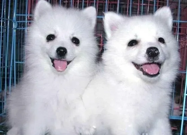 银狐犬|我家银狐犬皮肤局部出现红点是什么问题，应如何治疗