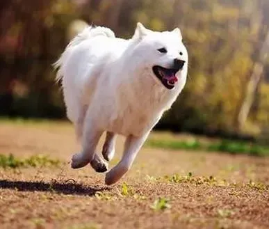 秋田犬|狗趣：帮主人重新认识秋田犬的生活习性