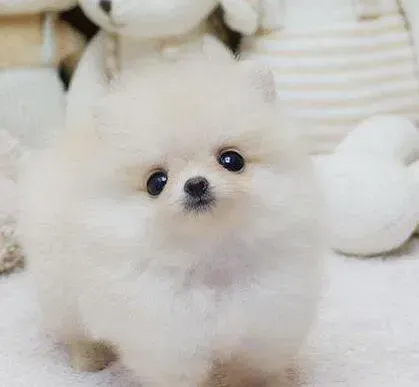 博美犬|怎么喂养博美犬让它的毛色变得更漂亮