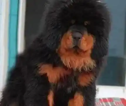 藏獒|藏獒的成长离不开微量元素