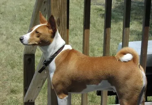 巴仙吉犬的性格   外向顽皮易和人接触 | 巴仙吉犬