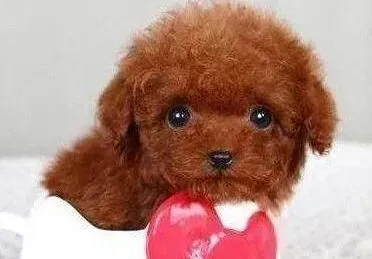 泰迪犬|泰迪犬干咳感觉快要吐了一样是怎么了