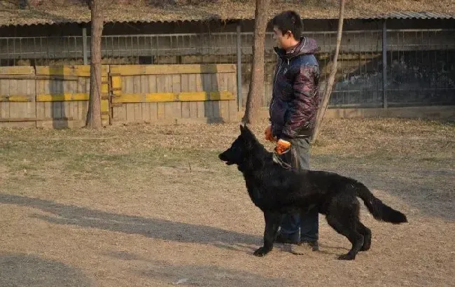 比利时牧羊犬|比利时牧羊犬开始拉稀，求专家指点