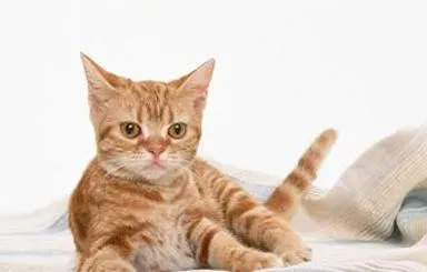 被猫咬伤会不会死 应该严格处理伤口 | 猫