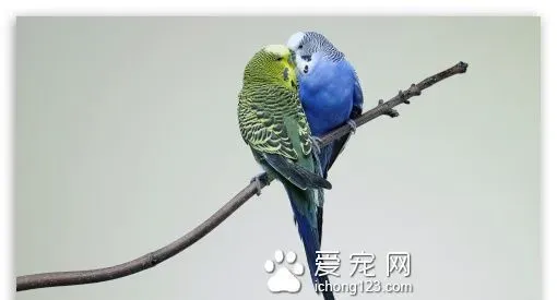 如何训练虎皮鹦鹉荡秋千呢 荡秋千的窍门 | 虎皮鹦鹉