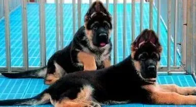 德国牧羊犬|德国牧羊犬严重的掉毛，麻烦朋友帮助一下