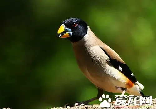 蜡嘴雀训练 怎样训练和饲养生鸟比较好呢 | 蜡嘴雀