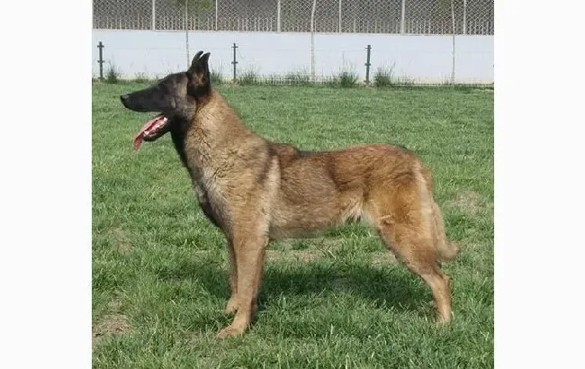 马犬|马犬不可轻忽的致命疾病-肾衰竭
