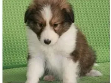 喜乐蒂|喜乐蒂犬能经常吃煮鸡蛋吗