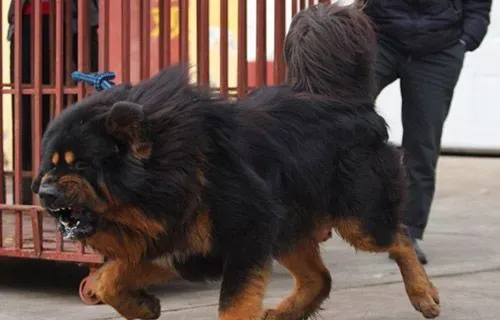 藏獒养殖知识 狮形獒与虎形獒的优缺点