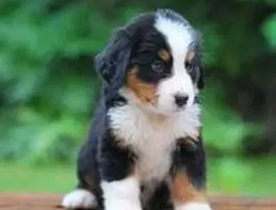 伯恩山犬|了解喂养伯恩山犬的八个基本原则