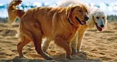 金毛|家中的金毛犬可以和猫咪相处在一起么