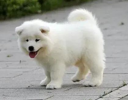 萨摩耶|我家萨摩耶患上犬瘟后应该怎么办 求解答