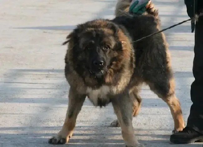 高加索犬|生活小科学之哪些食物不利于高加索犬食用