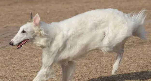 苏俄猎狼犬攻击性 什么原因导致狗狗会有攻击性 | 苏俄猎狼犬
