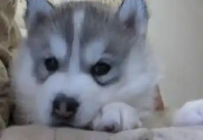 哈士奇|饲养有方法 初次喂养哈士奇期间如何纠正它的恶习