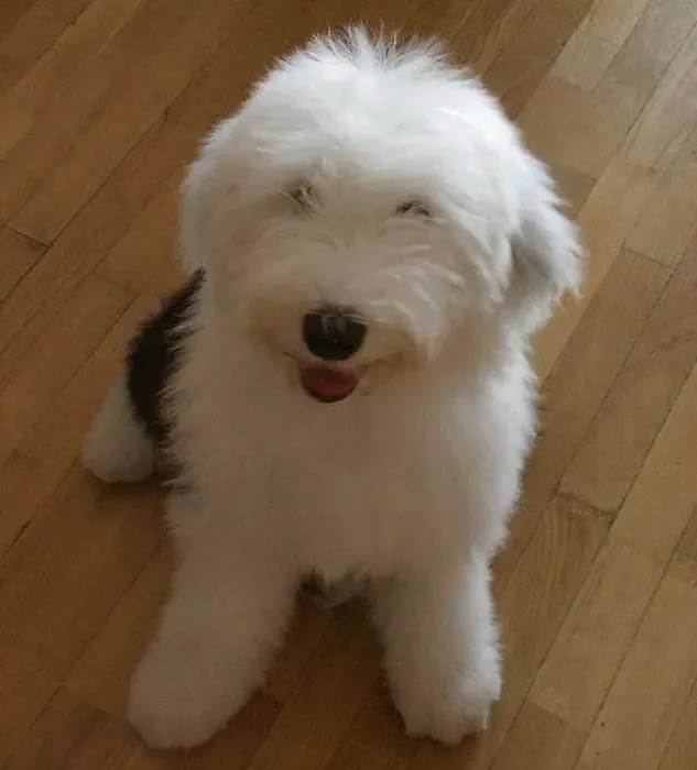 古代牧羊犬|古代牧羊犬最近打喷嚏，咳嗽这是病了吗