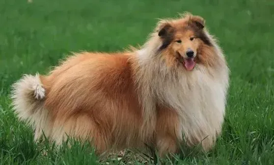 苏格兰牧羊犬|怎样给苏格兰牧羊犬的生活环境除臭