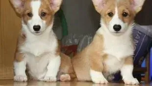 柯基犬|柯基犬眼睛有白色的分泌物是什么东西