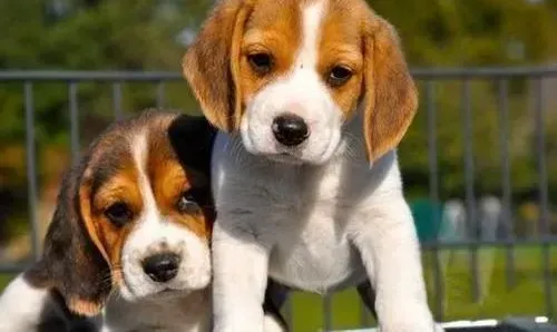 比格犬|生活帮手教你如何减少比格犬的脱毛现象