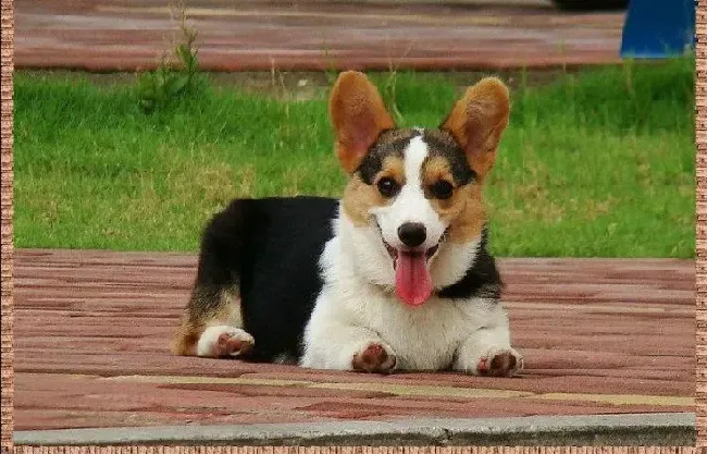 柯基犬|我家柯基犬最近不怎么爱吃狗粮没事吧