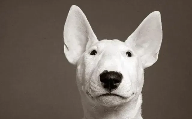 牛头梗|详细了解牛头梗犬瘟热的症状及治疗方法