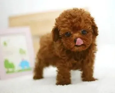 泰迪犬|泰迪犬最近什么也不喜欢吃怎么办