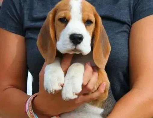 比格犬|医护必知 年幼的比格犬在注射疫苗时要注意什么