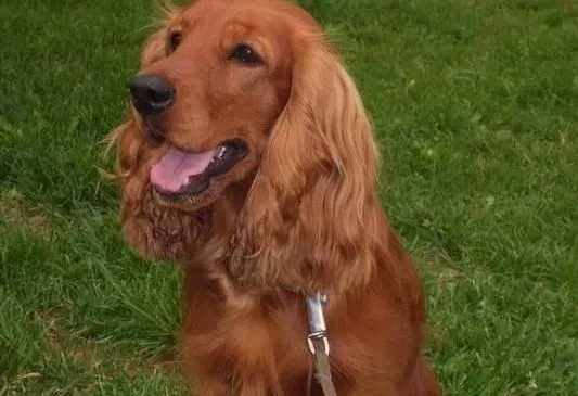 可卡犬|可卡犬身体日常易患哪些疾病