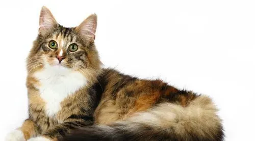 缅因猫不能吃葱 洋葱大葱都不可以吃 | 缅因猫