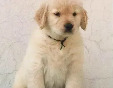 金毛|4个月的金毛犬患上皮肤病应怎么办