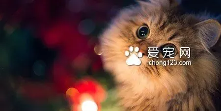 猫怎么装死的 4步骤轻松训练猫猫装死 | 猫