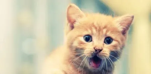 缅因猫最喜欢吃什么?如何喂养猫咪 | 缅因猫