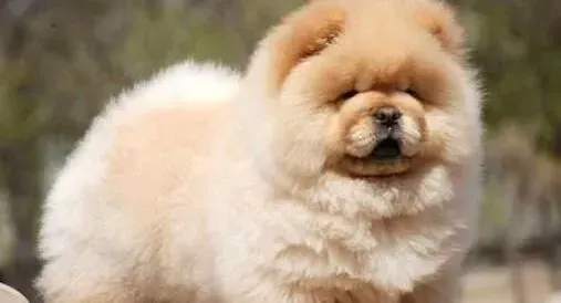 松狮犬|如何饲养松狮犬能让主人避免弓形虫感染