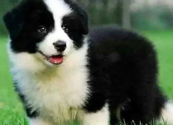 边境牧羊犬|我要给我家边境牧羊犬量体温