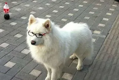 墨西哥无毛犬的养护常识 注意防寒 | 墨西哥无毛犬