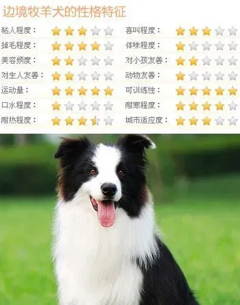 什么狗比较好训练 5类乖巧可爱的狗推荐 | 狗