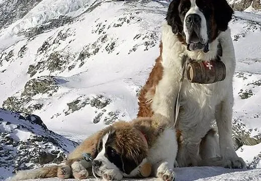 圣伯纳犬|圣伯纳母狗结扎后照护及母狗结扎缺点