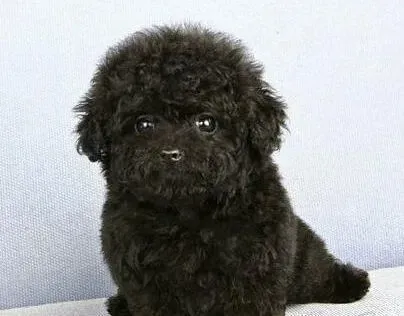 泰迪犬|泰迪犬的护理是饲养中的大事