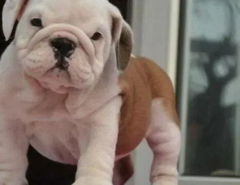 英国斗牛犬|斗牛犬这几天拉稀，鼻子干是生病了吗