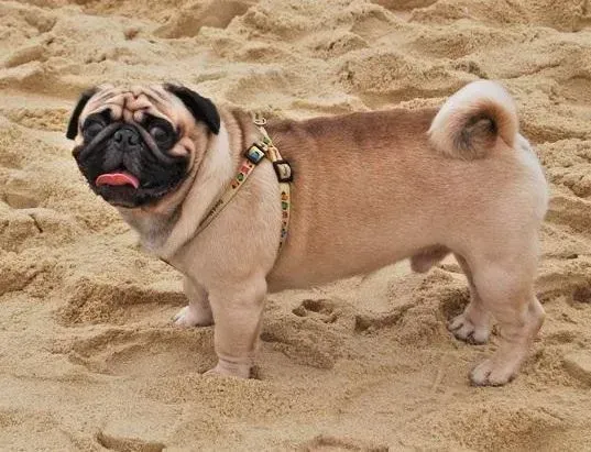 巴哥犬|怎样给巴哥犬一个最温暖的家