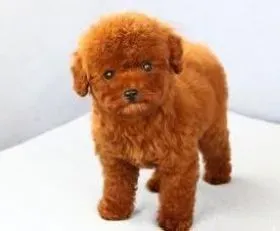 泰迪犬|泰迪犬交配过程中常见的问题和注意事项