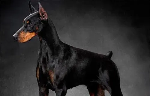 杜宾犬体重 成年后可以达到30到40公斤 | 杜宾犬