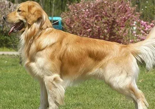金毛|怎么才能让金毛犬的毛有光泽 应喂点什么呢