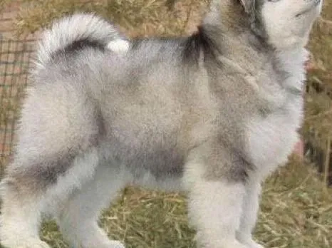 阿拉斯加犬|阿拉斯加犬怀孕45天不吃狗粮 该怎么喂养