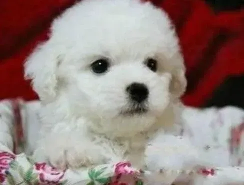 比熊犬|我家比熊犬不怎么吃饭有方法纠正过来吗