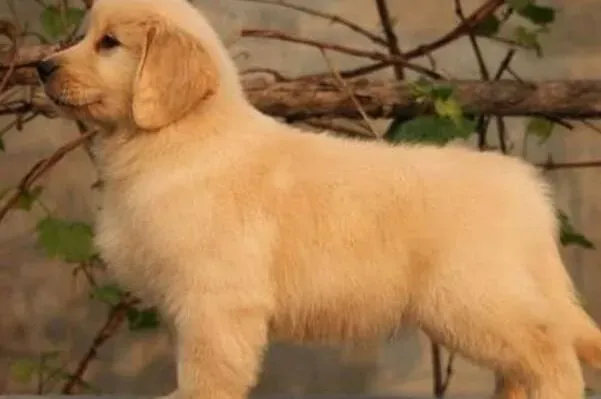 金毛|夏季给金毛犬吃冷饮不是爱而是害