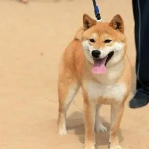 柴犬|拒绝高温！日本柴犬降温大绝招